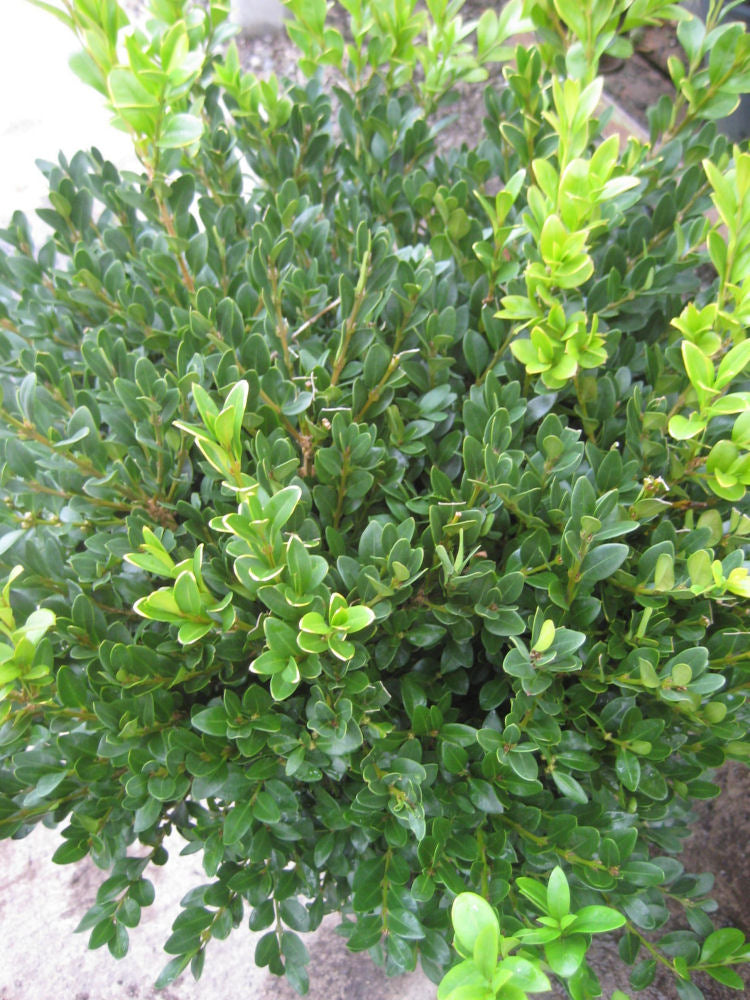 Buxus Green Velvet.JPG