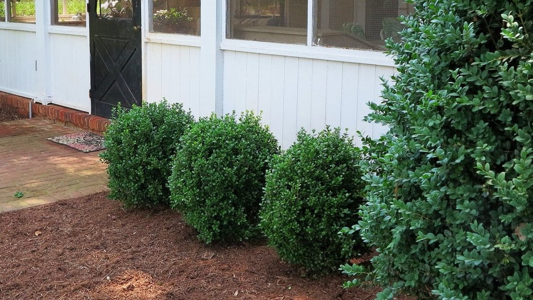 Buxus NewGen Freedom NewGen (2).jpg