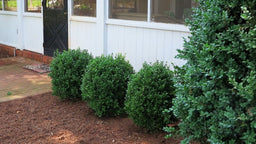 Buxus NewGen Freedom NewGen (2).jpg