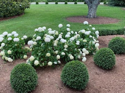 Buxus NewGen Independence NewGen (2).jpg