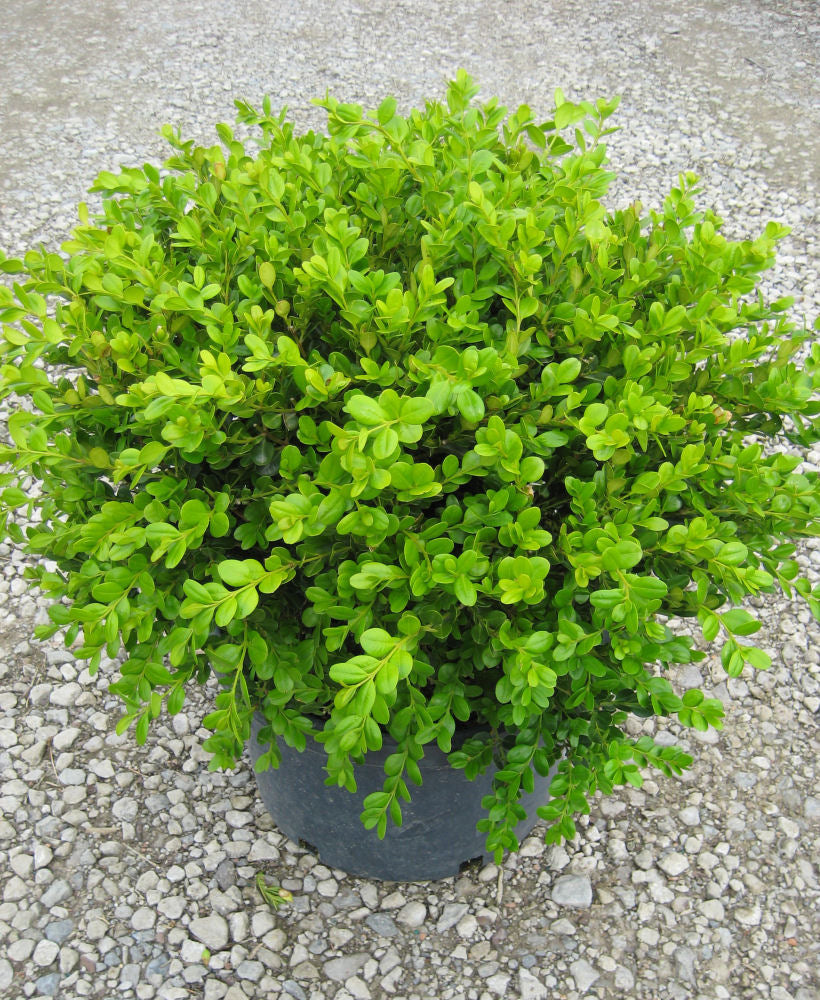 Buxus Winter Gem.jpg