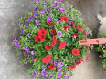 CALI%20LT%20BL-%20LOTUS%20VINE%20and%20PET%20RED%20%2012inHB%204-25-17[1].jpg