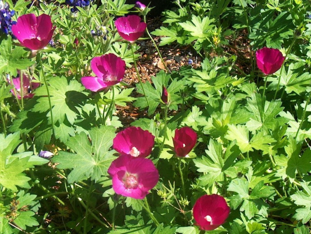 CALLIRHOE_INVOLUCRATA.jpg