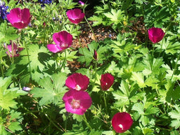 CALLIRHOE_INVOLUCRATA.jpg