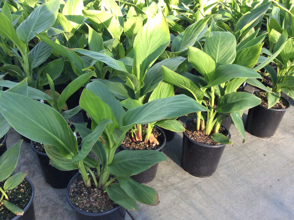CANNA%20CANNOVA%20RED%20SHADES%2019CM.jpg