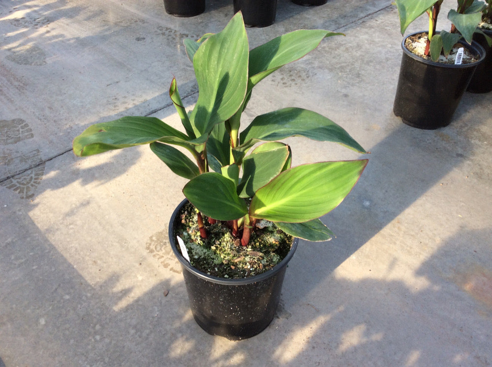 CANNA%20CANNOVA%20ROSE%2019CM.jpg