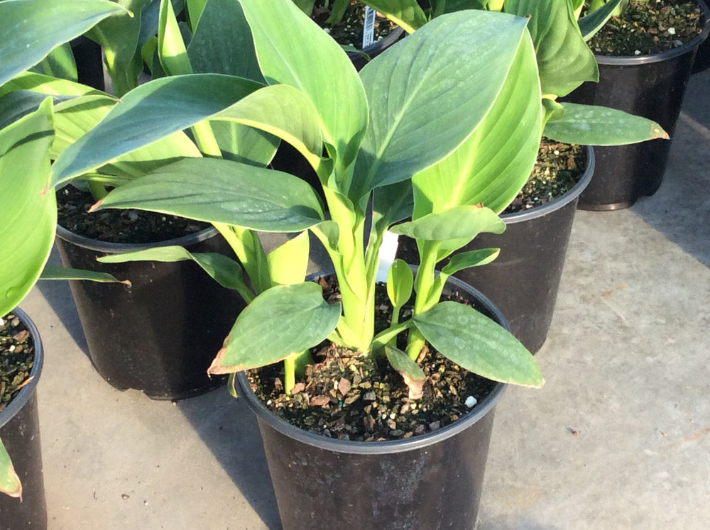CANNA%20CANNOVA%20YELLOW%2019CM.jpg