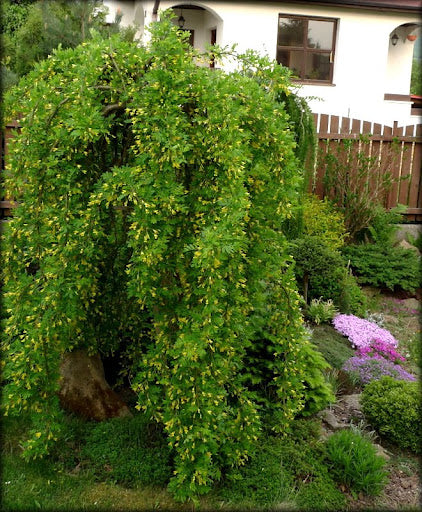 CARAGANA_PENDULA.jpg