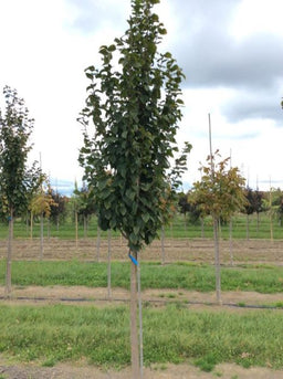 CARPINUS_BET_EMERALD_AVENUE.jpg