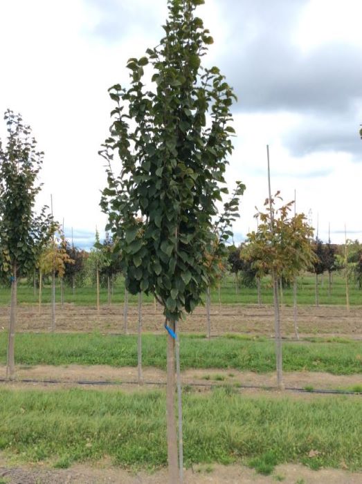 CARPINUS_BET_EMERALD_AVENUE.jpg