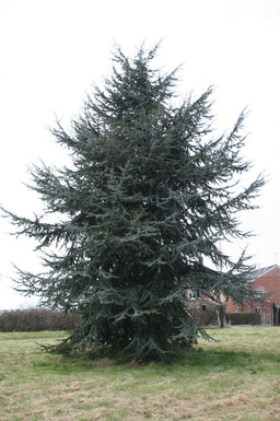 CEDRUS_ATLANTICA _GLAUCA.jpg