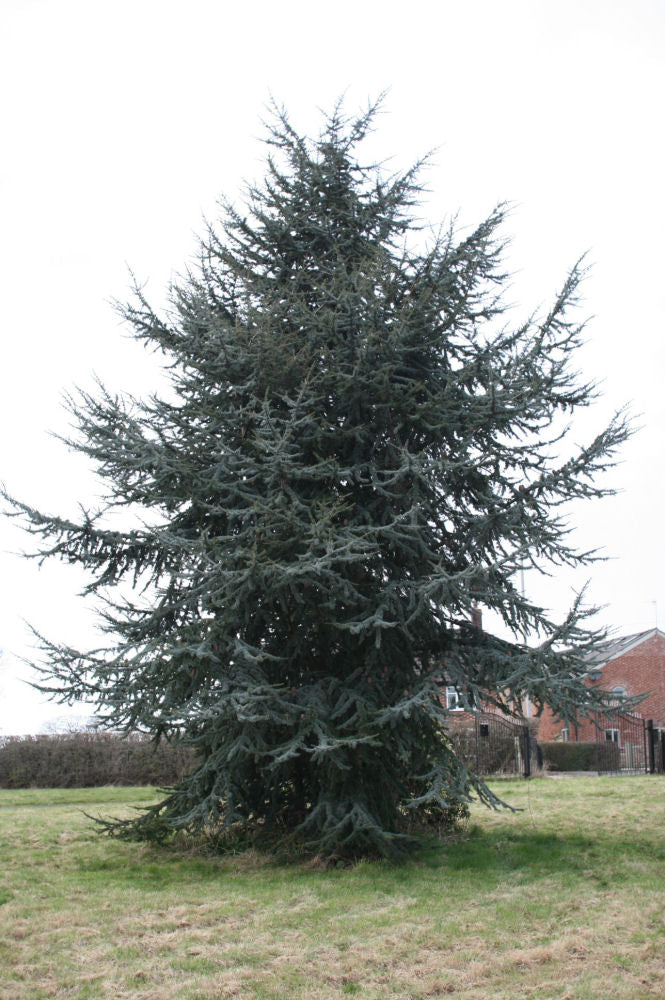 CEDRUS_ATLANTICA _GLAUCA.jpg