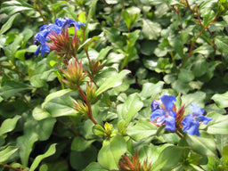 CERATOSTIGMA PLUMBAGINOIDES FLOWER.jpg