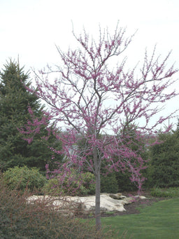 CERCIS CANADENSIS.jpg