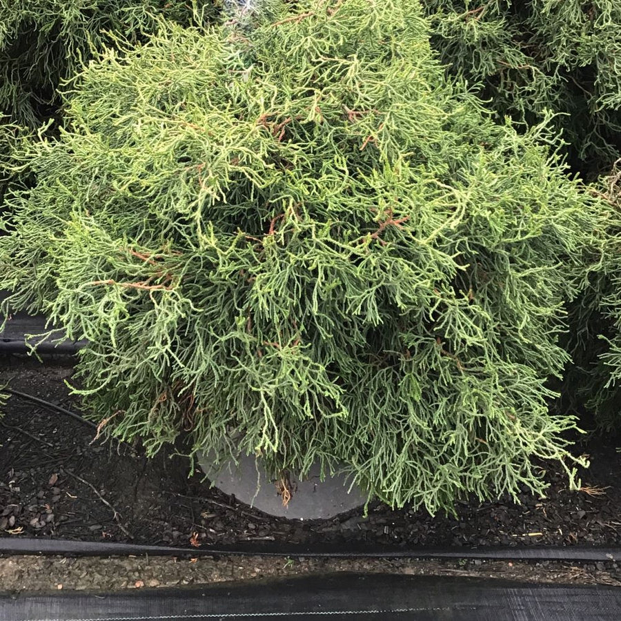 CHAM. OBTUSA 'CONTORTA'  G7 24in WNI (2).jpg