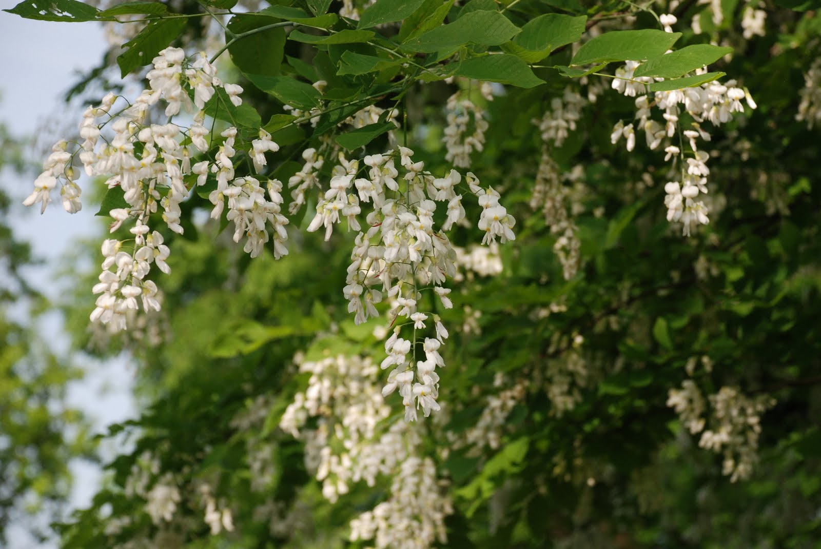 CLADRASTIS_KENTUKEA.JPG