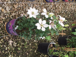 CLEMATIS%20'CORINNE'%20%2019CM%20RE%205-11-17[1].jpg