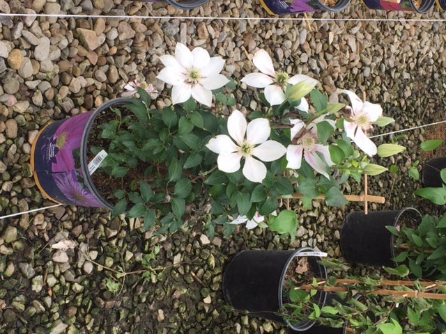 CLEMATIS%20'CORINNE'%20%2019CM%20RE%205-11-17[1].jpg