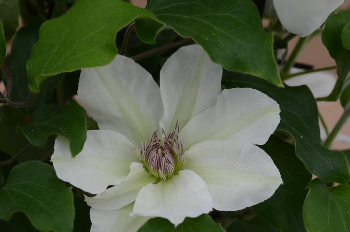CLEMATIS EVIPO097.jpg