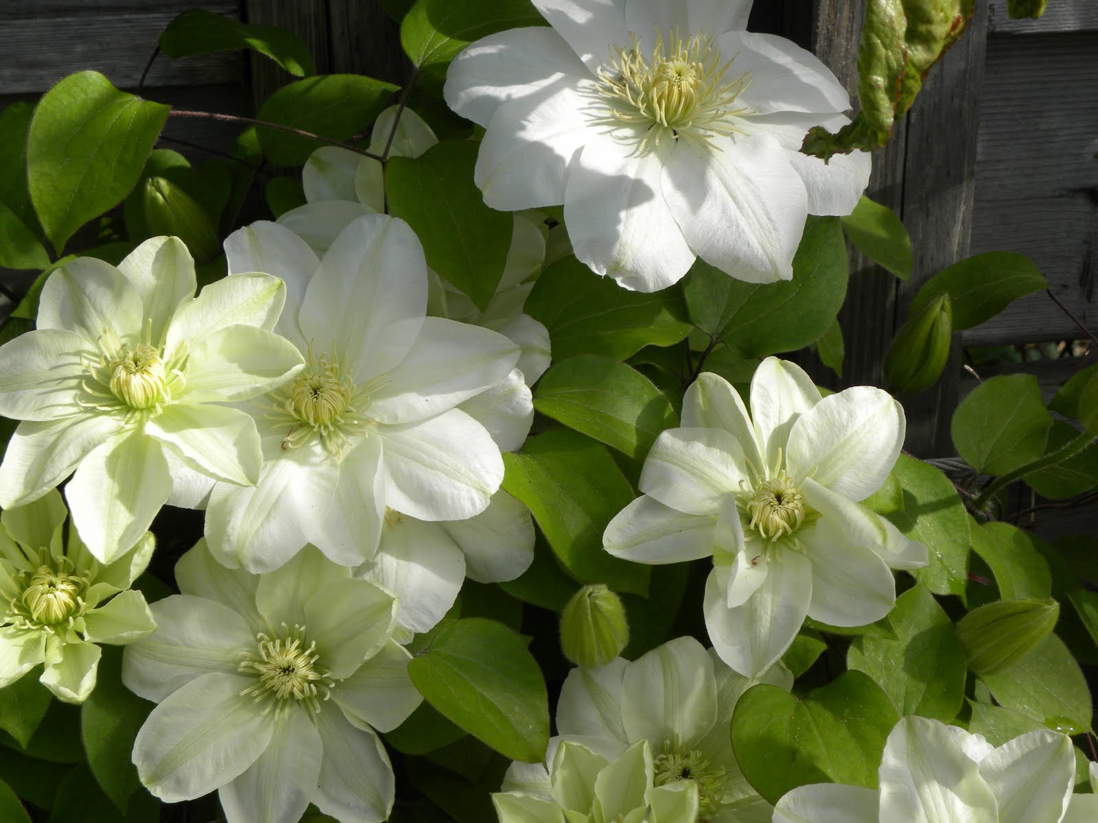 CLEMATIS_GUERNSEY_CREAM.jpg