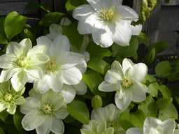 CLEMATIS_GUERNSEY_CREAM.jpg