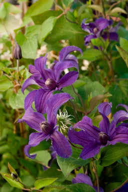CLEMATIS_SAPPHIRE_INDIGO.jpg