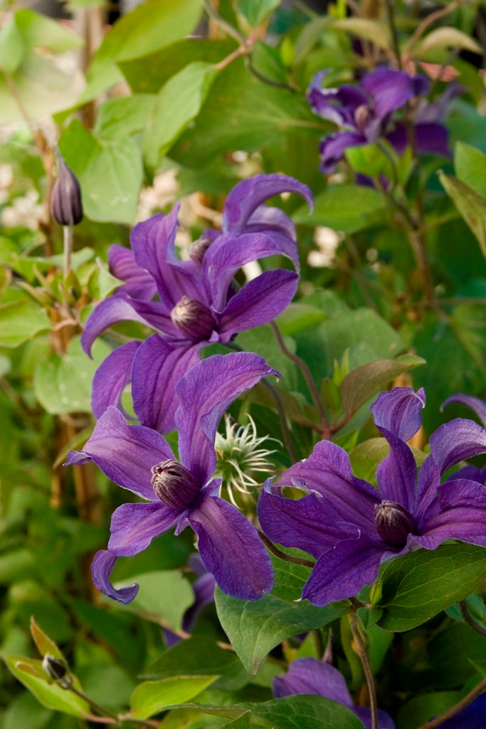 CLEMATIS_SAPPHIRE_INDIGO.jpg
