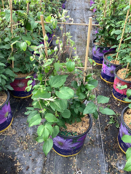 CLEMATIS THE DUCHESS OF CORNWALL 19CM RE WNI.jpg