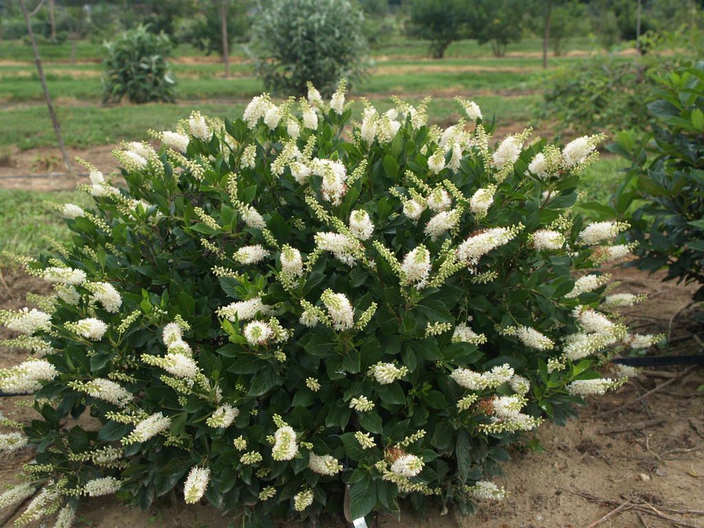 CLETHRA_SUGARTINA_CRYSTALINA.jpg