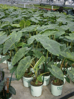 COLOCASIA ILLUSTRIS.JPG