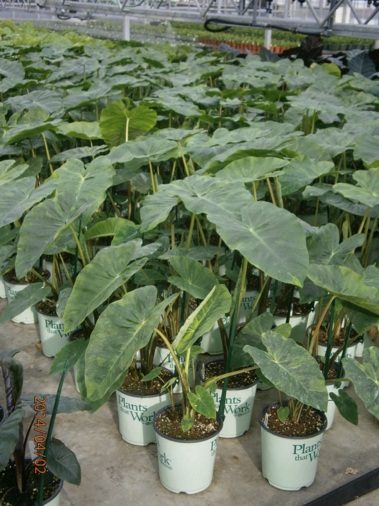COLOCASIA ILLUSTRIS.JPG