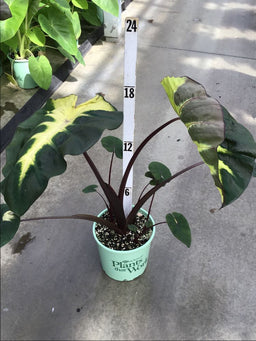 COLOCASIA_WAIKIKI_19CM_PTW.jpg