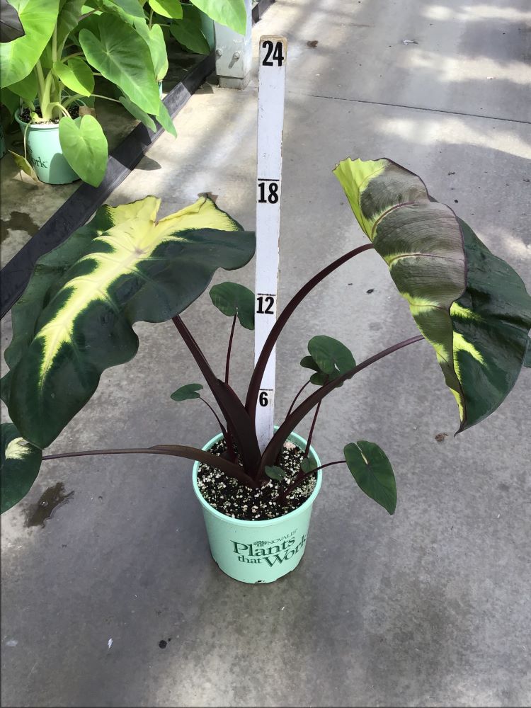 COLOCASIA_WAIKIKI_19CM_PTW.jpg