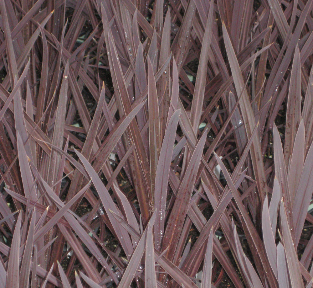 CORDYLINE RED SENSATION.jpg
