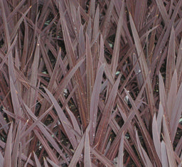CORDYLINE RED SENSATION.jpg