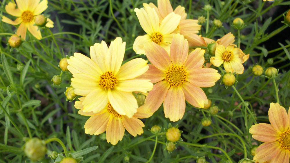 COREOPSIS SIENNA SUNSET A.jpg