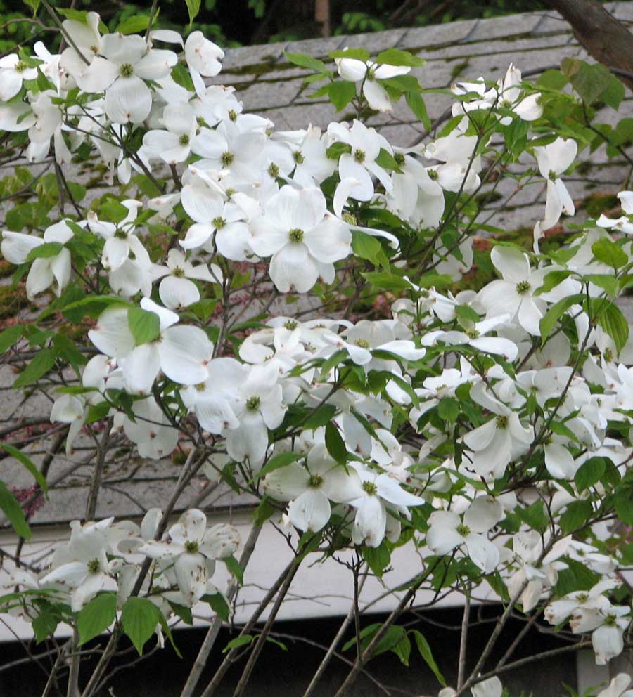 CORNUS_CHEROKEE_PRINCESS.jpg