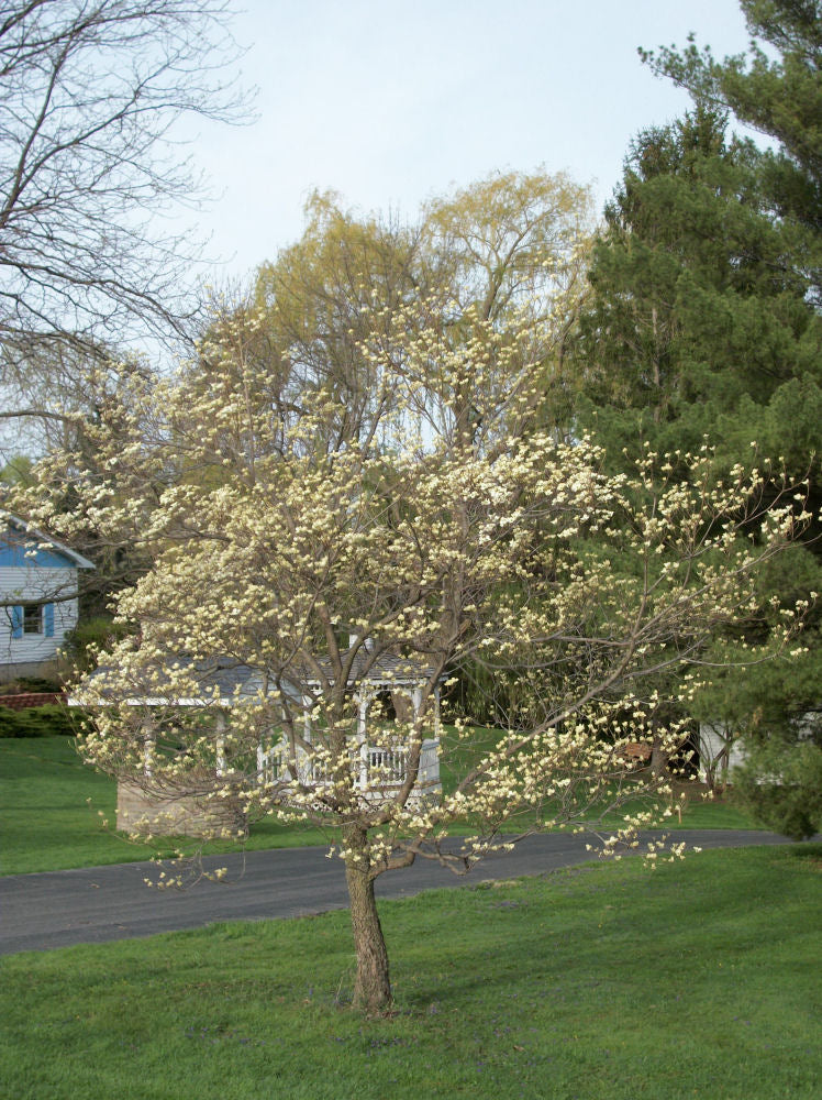 CORNUS FLORIDA.jpg