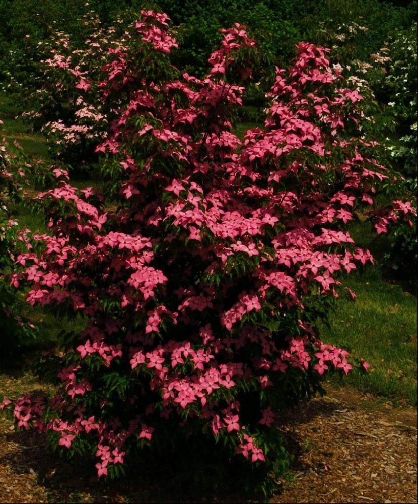 CORNUS KOUSA RUTPINK.jpg