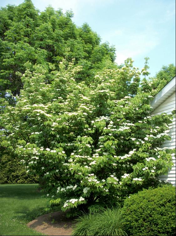 CORNUS KOUSA SELECT.jpg