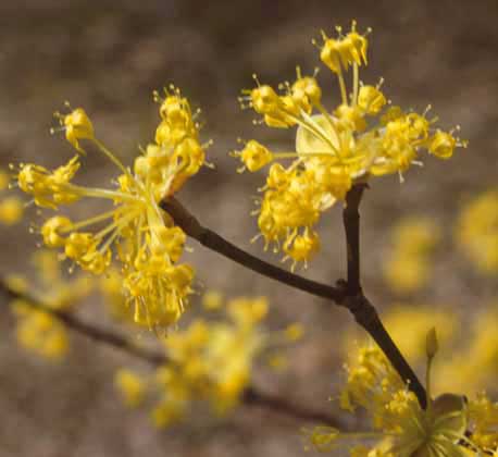 CORNUS_MAS_GOLDEN_GLORY.jpg