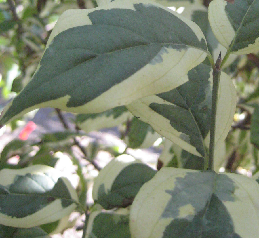 CORNUS MAS VARIEG B.jpg