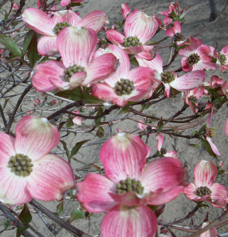 CORNUS RADIANT ROSE.jpg