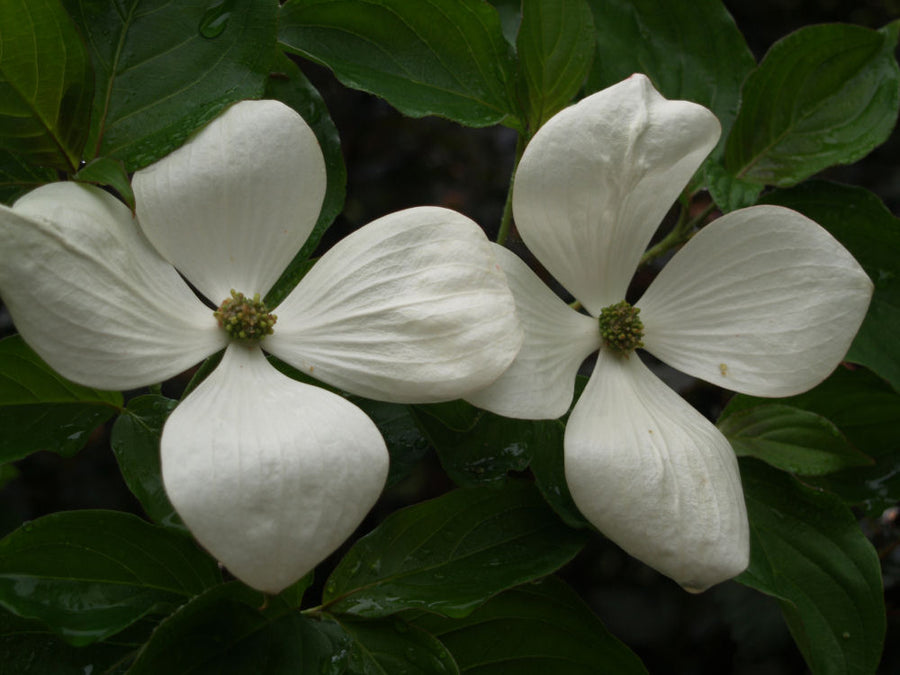 CORNUS_VENUS.jpg