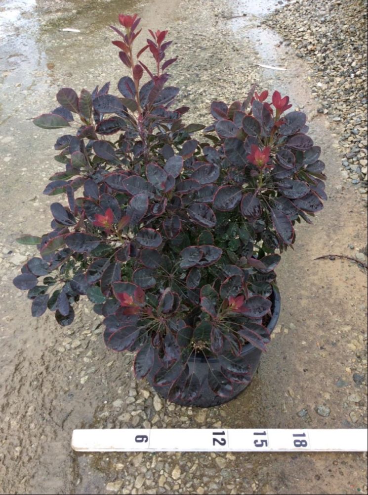 COTINUS COGGYGRIA COTSIDH5.jpg