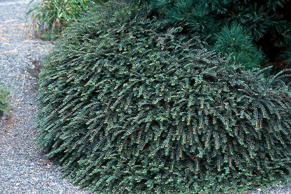 COTONEASTER_TOM_THUMB.jpg