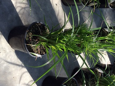 CYPERUS%20PRINCE%20TUT%20%2019CM%205-10-17[1].jpg