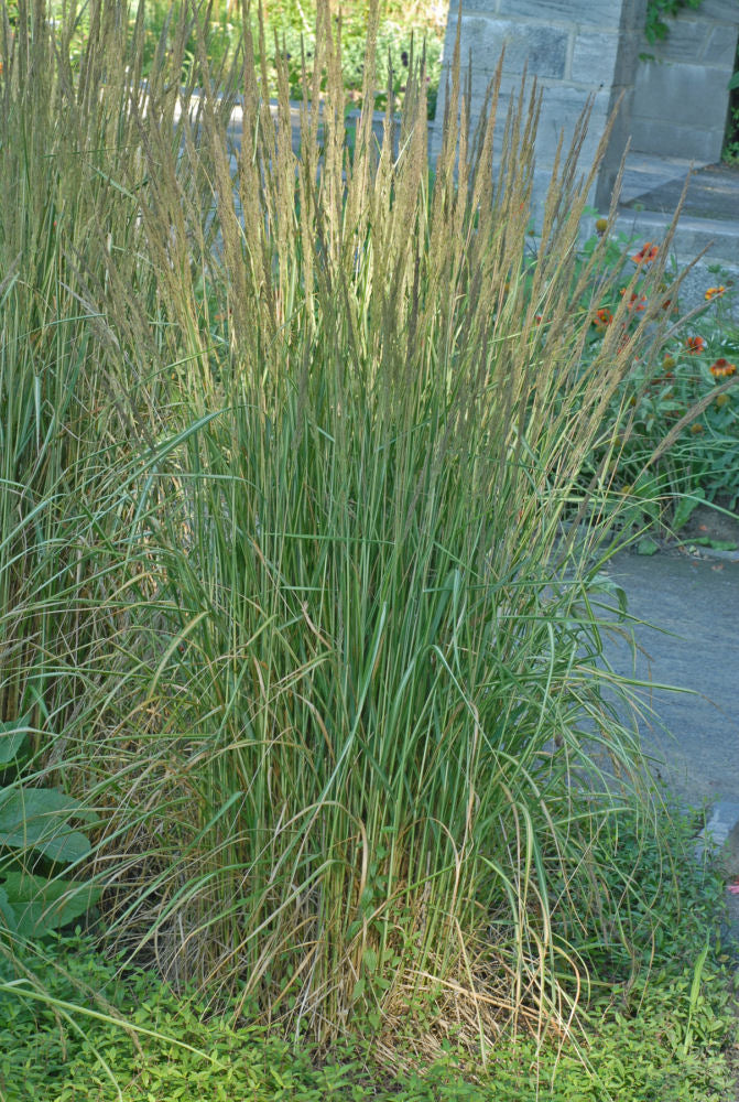 Calamagrostis Avalanche.jpg