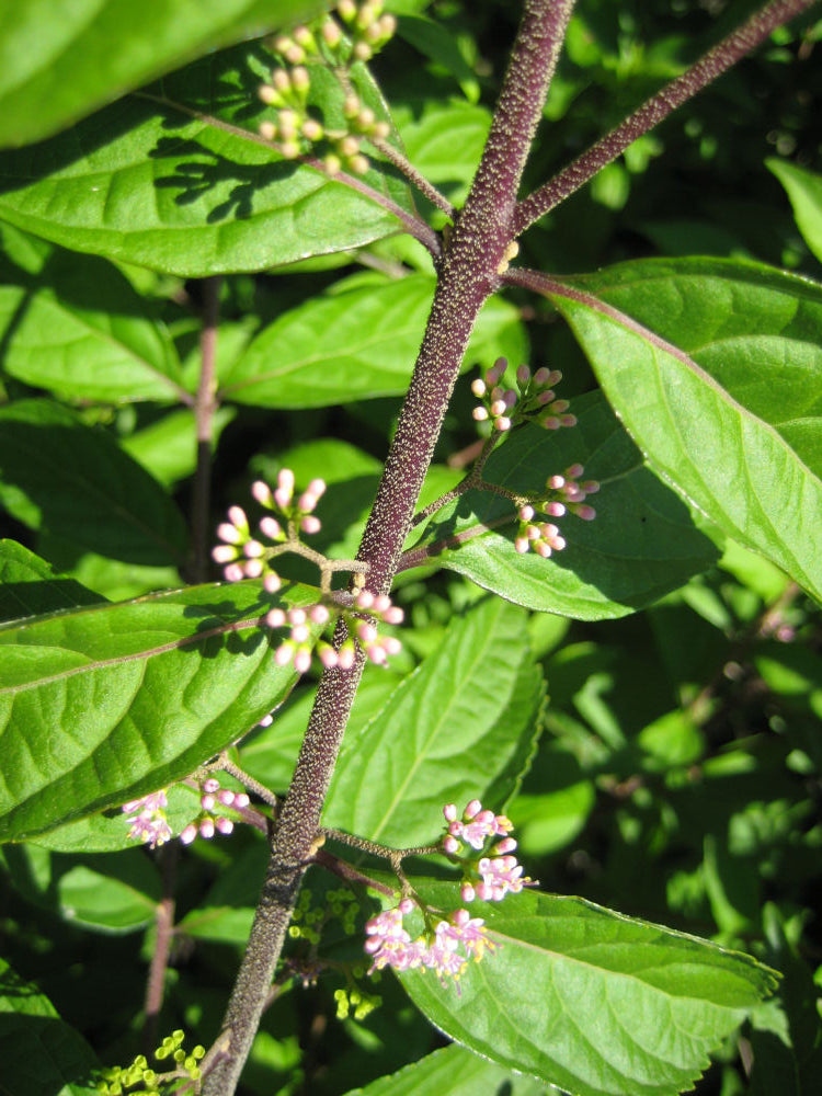 Callicarpa Early Amythest.jpg