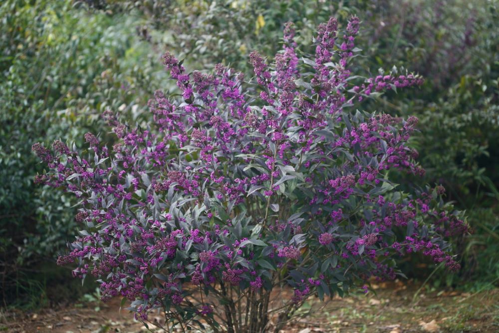 Callicarpa Pearl Glam IMG_0591.jpg